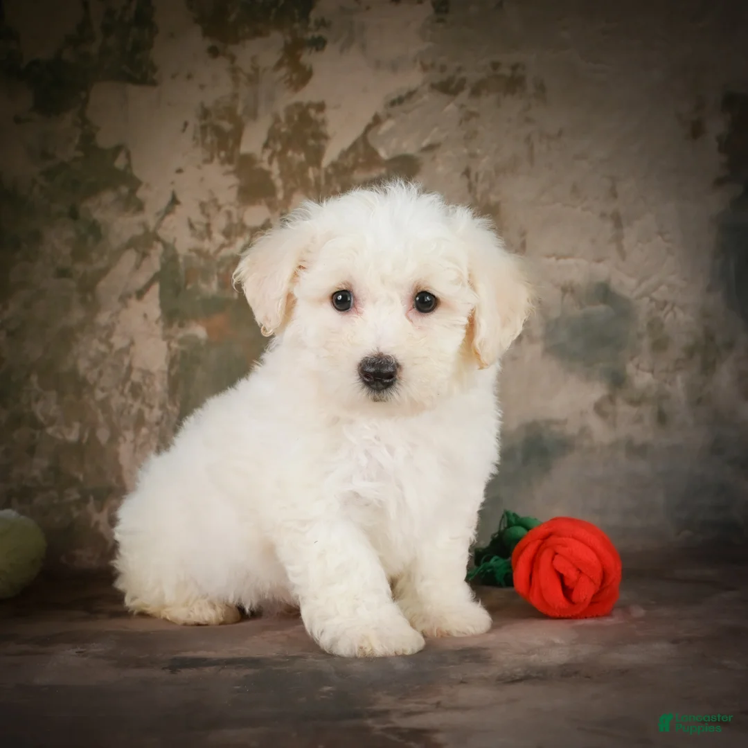 Bichon Frise dogs for sale: Bobby - Ad 2