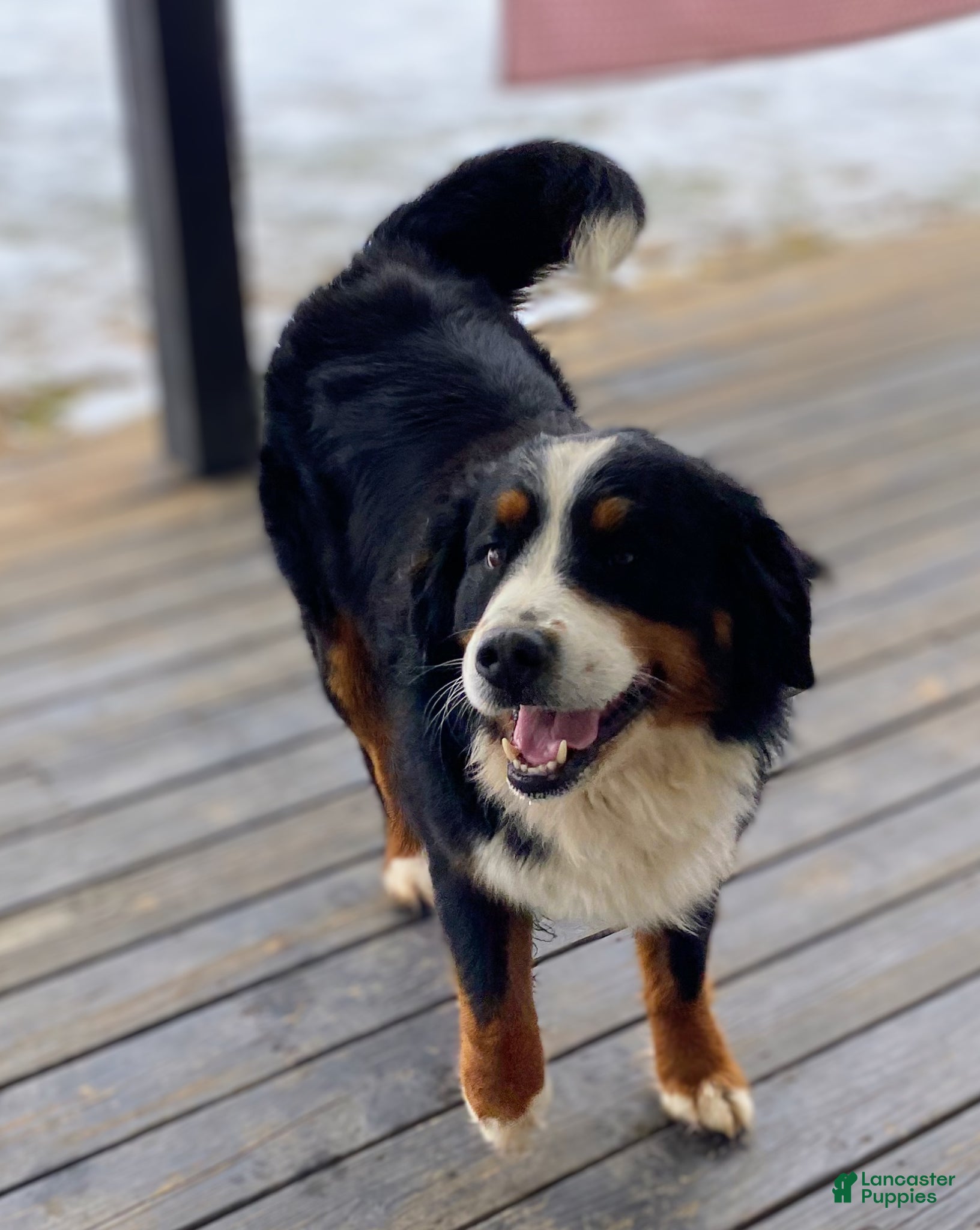 Mixed Breed dogs for sale: ♥️BABY BEAR♥️ - Ad 21