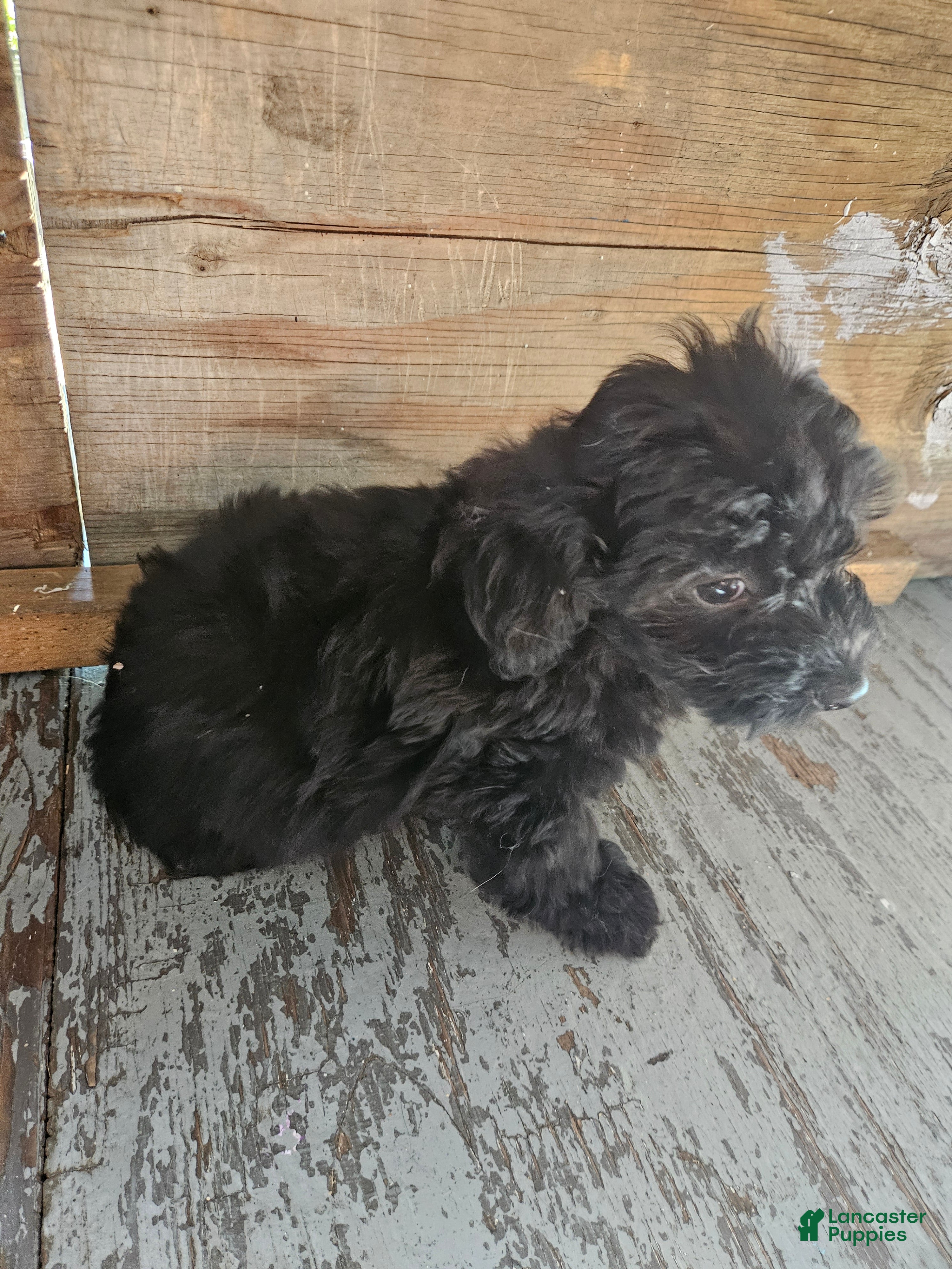 Havanese dogs Havanese 2 - Ad 2