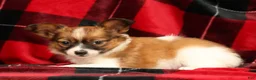 Papillon dogs for sale: Max - Ad 3