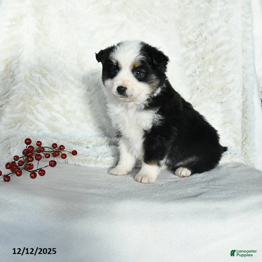 Australian Shepherd dogs Nicholas - Ad 17