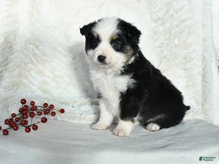 Miniature Australian Shepherd dogs Nicholas - Ad 15