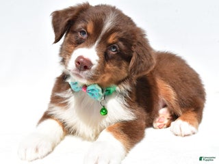 Australian Shepherd dogs - Ad 24
