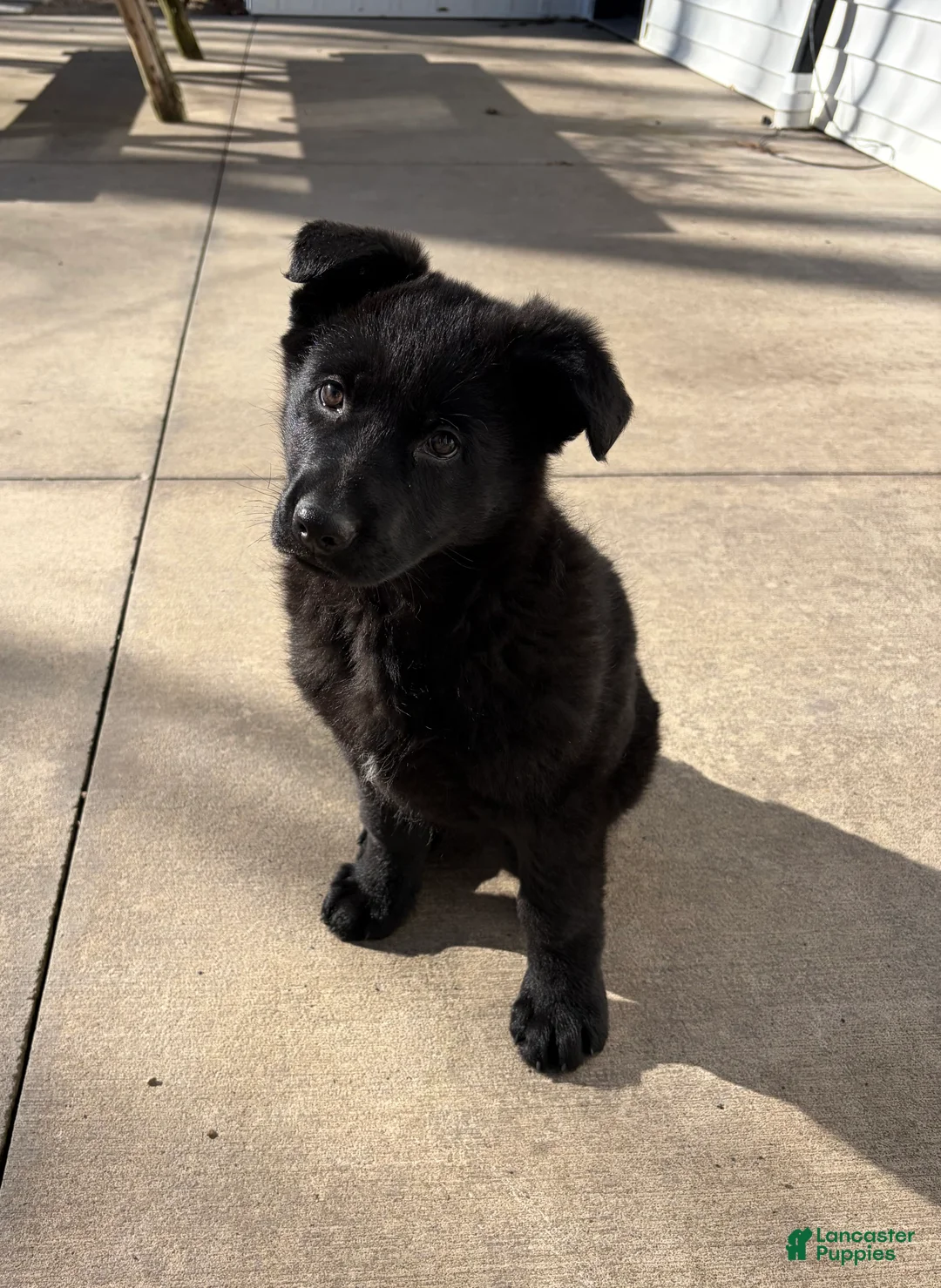 German Shepherd dogs for sale: Raven - Ad 1