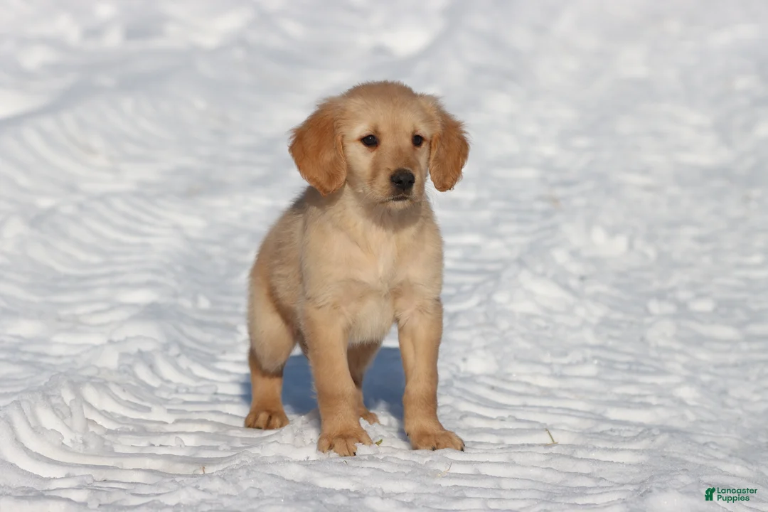 Golden Retriever dogs for sale: Dixie - Ad 3