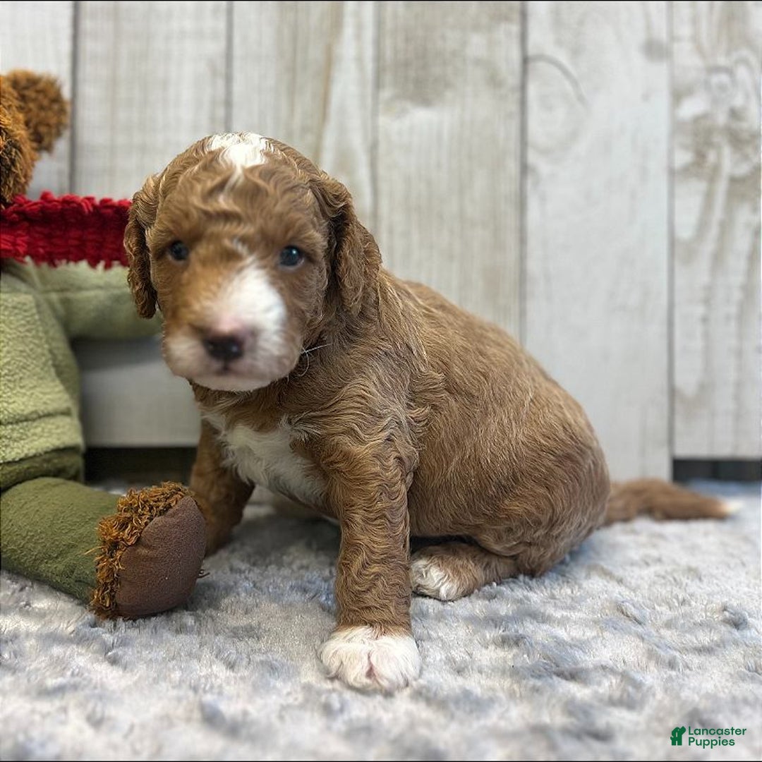 Goldendoodle dogs for sale: Bravo (Miniature Boy) - Ad 3