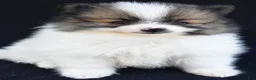 Pomeranian dogs for sale: Oscar - Ad 7