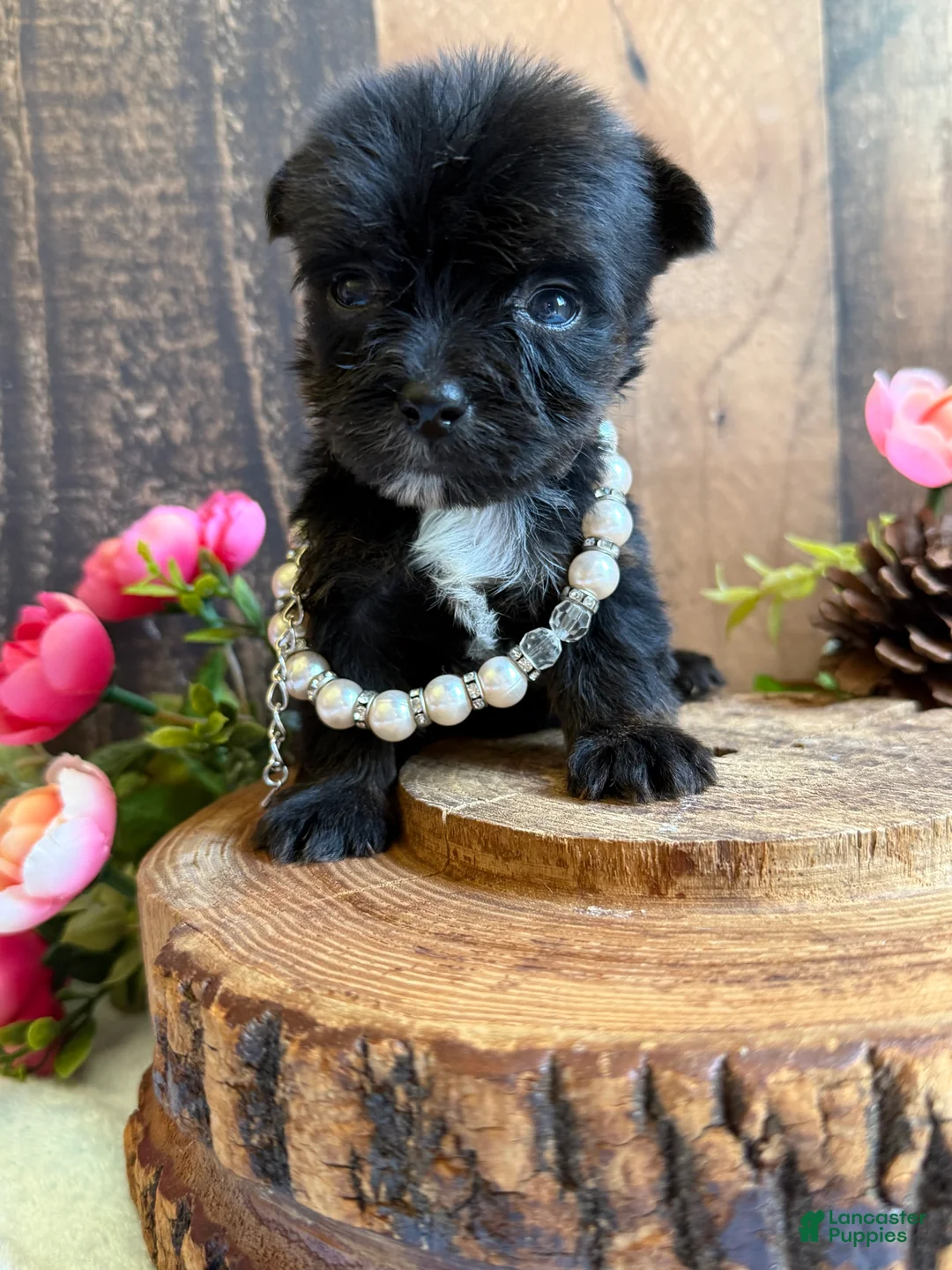 Yorkshire Terrier dogs for sale: Yorkshire Terrier Puppy 1 - Ad 2