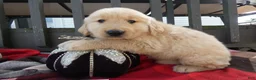 Golden Retriever dogs for sale: Golden Retriever 4 Murphy - Ad 2