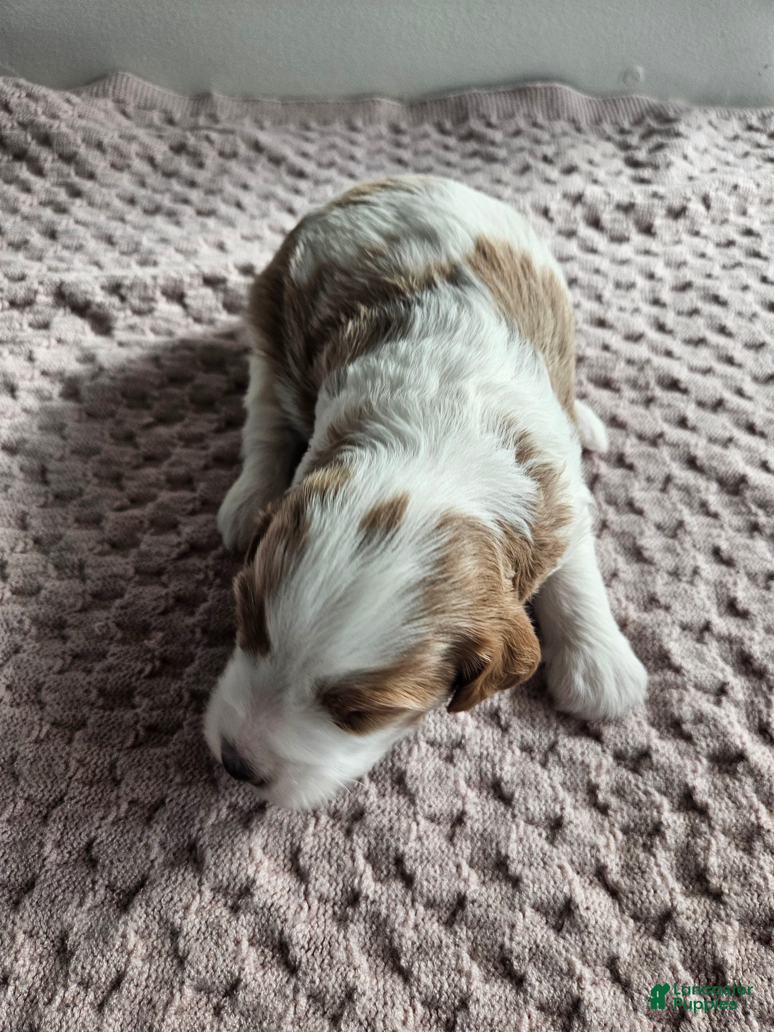 Cavapoo dogs Archie - Ad 28
