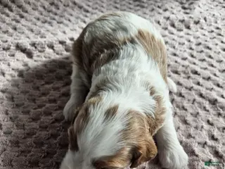 Cavapoo dogs Archie - Ad 28