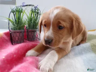 Goldador dogs Goldador Puppy 1 Milly - Ad 6