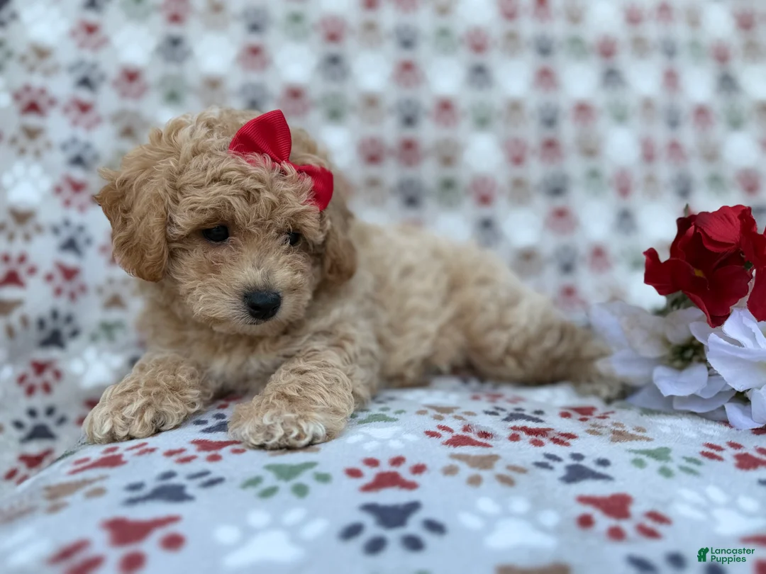 Bichpoo dogs for sale: Winnie - Ad 2