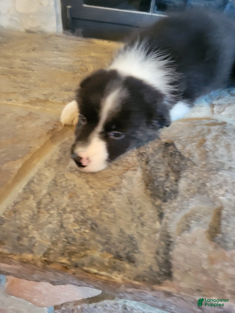 Border Collie dogs Jesse  - Ad 1