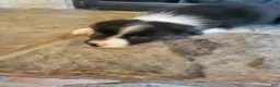 Border Collie dogs for sale: Jesse  - Ad 1