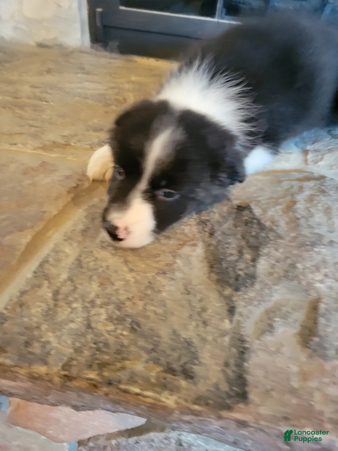 Border Collie dogs for sale: Jesse  - Ad 1