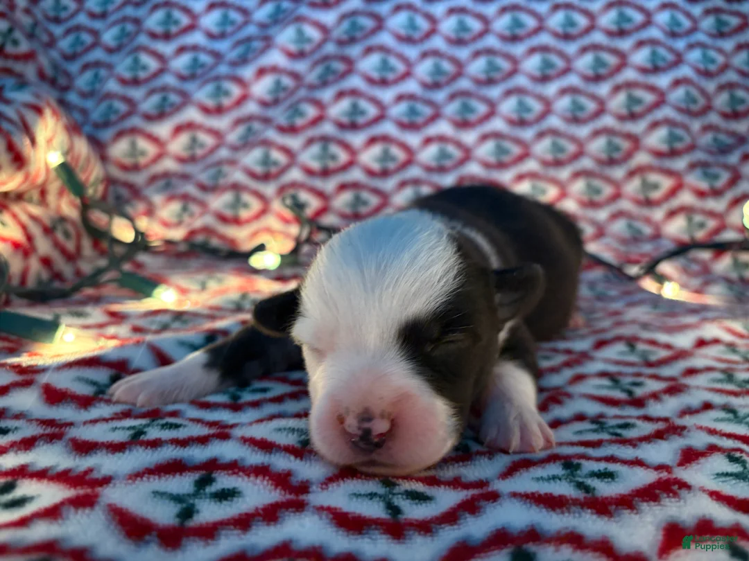 Mixed Breed dogs for sale: Mixed Breed Puppy 1 - Ad 1