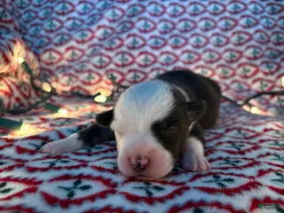 Mixed Breed dogs Mixed Breed Puppy 1 - Ad 38