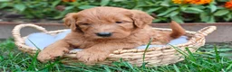 Goldendoodle dogs for sale: Moose - Ad 2