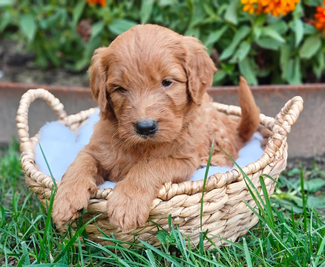 Goldendoodle dogs for sale: Moose - Ad 2