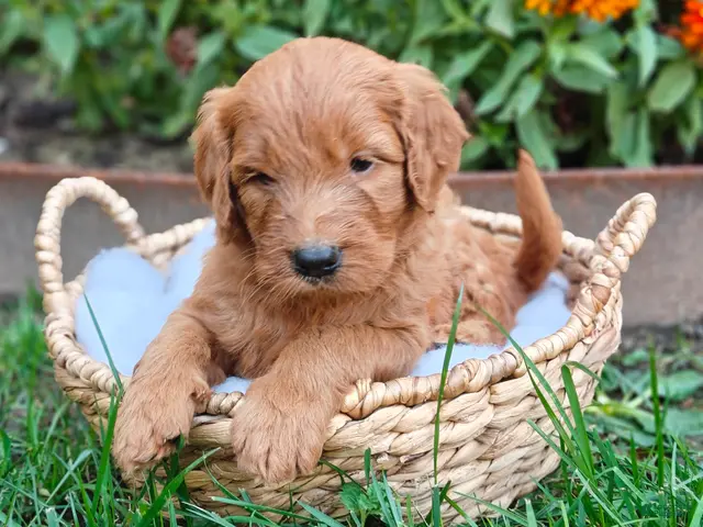 Goldendoodle dogs Moose - Ad 2