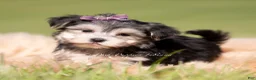 Morkie dogs for sale: Petals F1 - Ad 2