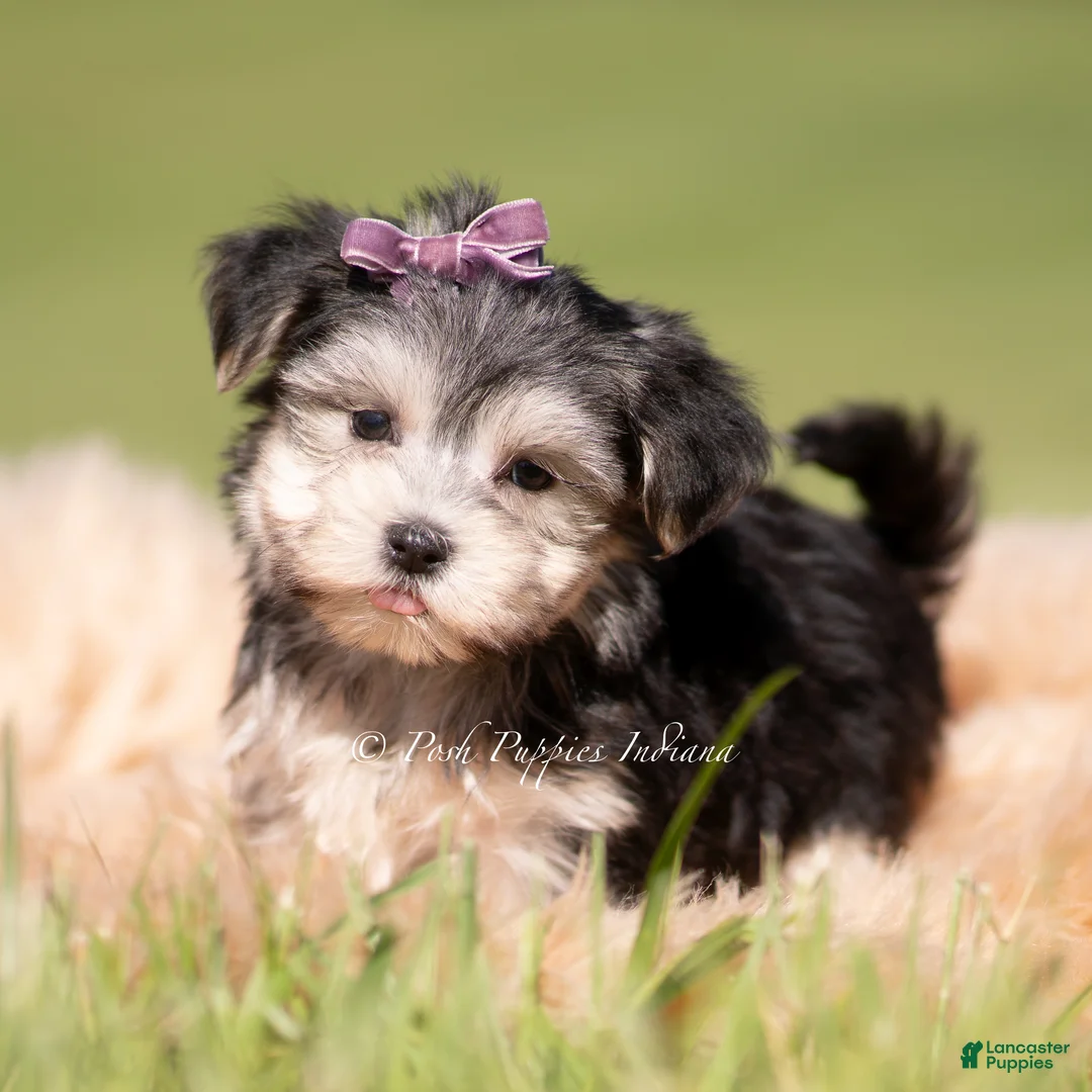 Morkie dogs for sale: Petals F1 - Ad 2