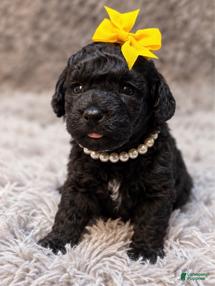 Toy Poodle dogs for sale: Mae  - Ad 12