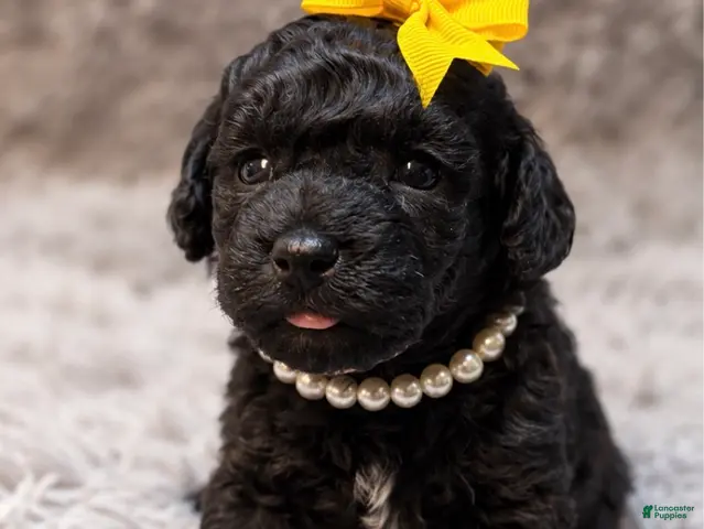 Toy Poodle dogs for sale: Mae - Ad 22