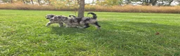 Standard Poodle dogs for sale: Black Tail - Ad 3
