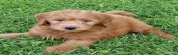 Mini Goldendoodle dogs for sale: Barney - Ad 3