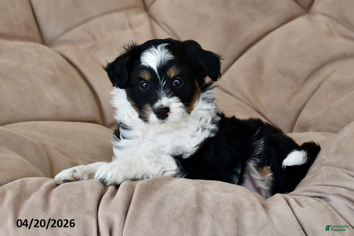 Mixed Breed dogs Duke - Ad 1