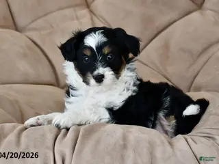 Mixed Breed dogs for sale: Duke - Ad 4