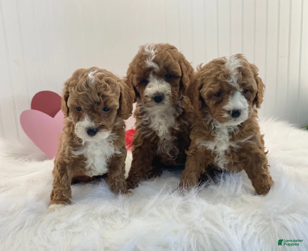 Cavapoo dogs for sale: Duncan - Ad 5