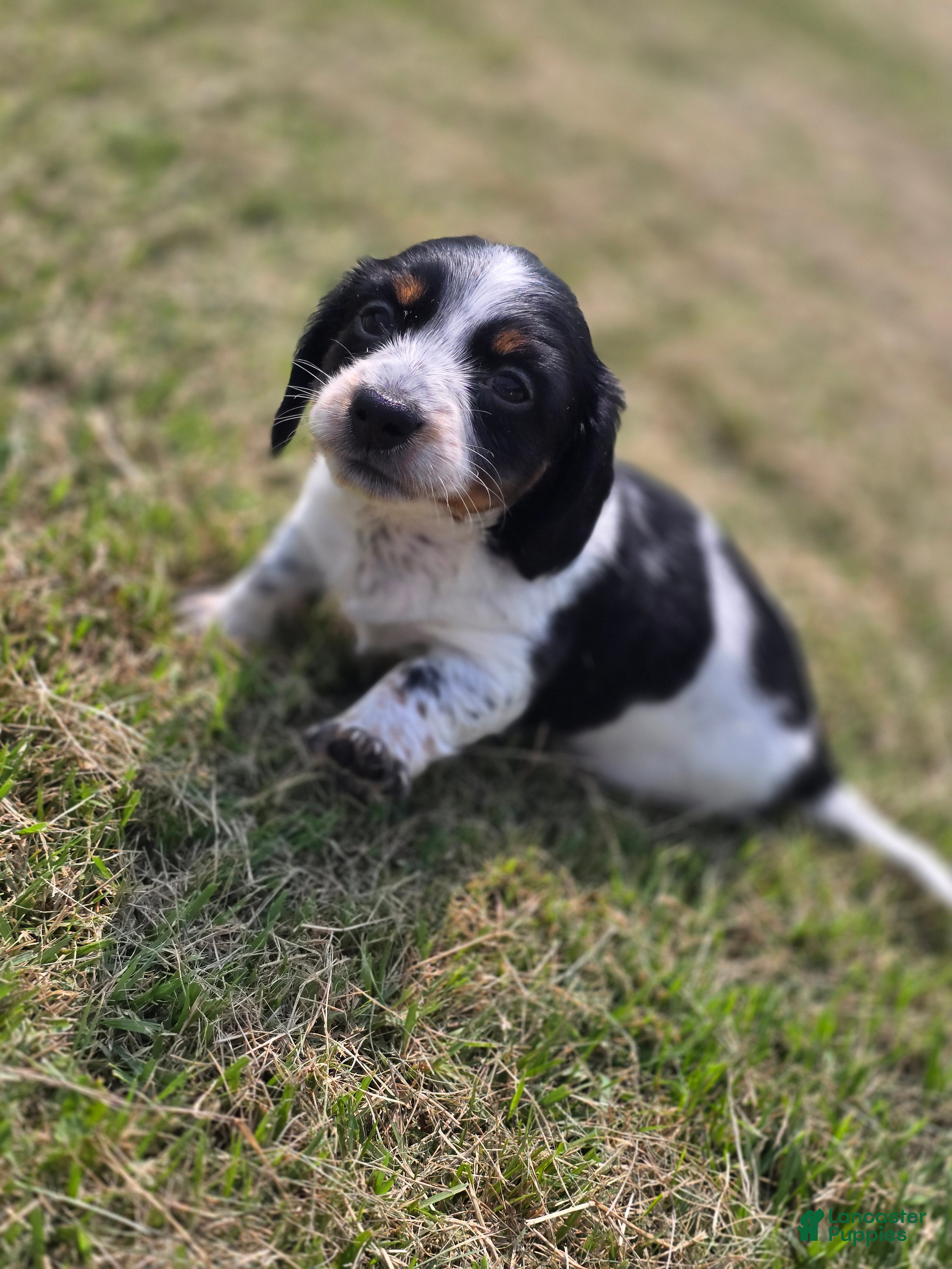 Miniature Dachshund dogs Miniature Dachshund 4 - Ad 2