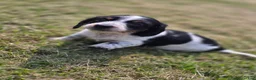 Miniature Dachshund dogs for sale: Miniature Dachshund 4 - Ad 2