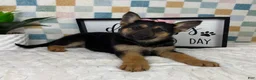 German Shepherd dogs for sale: Gigi - Ad 4