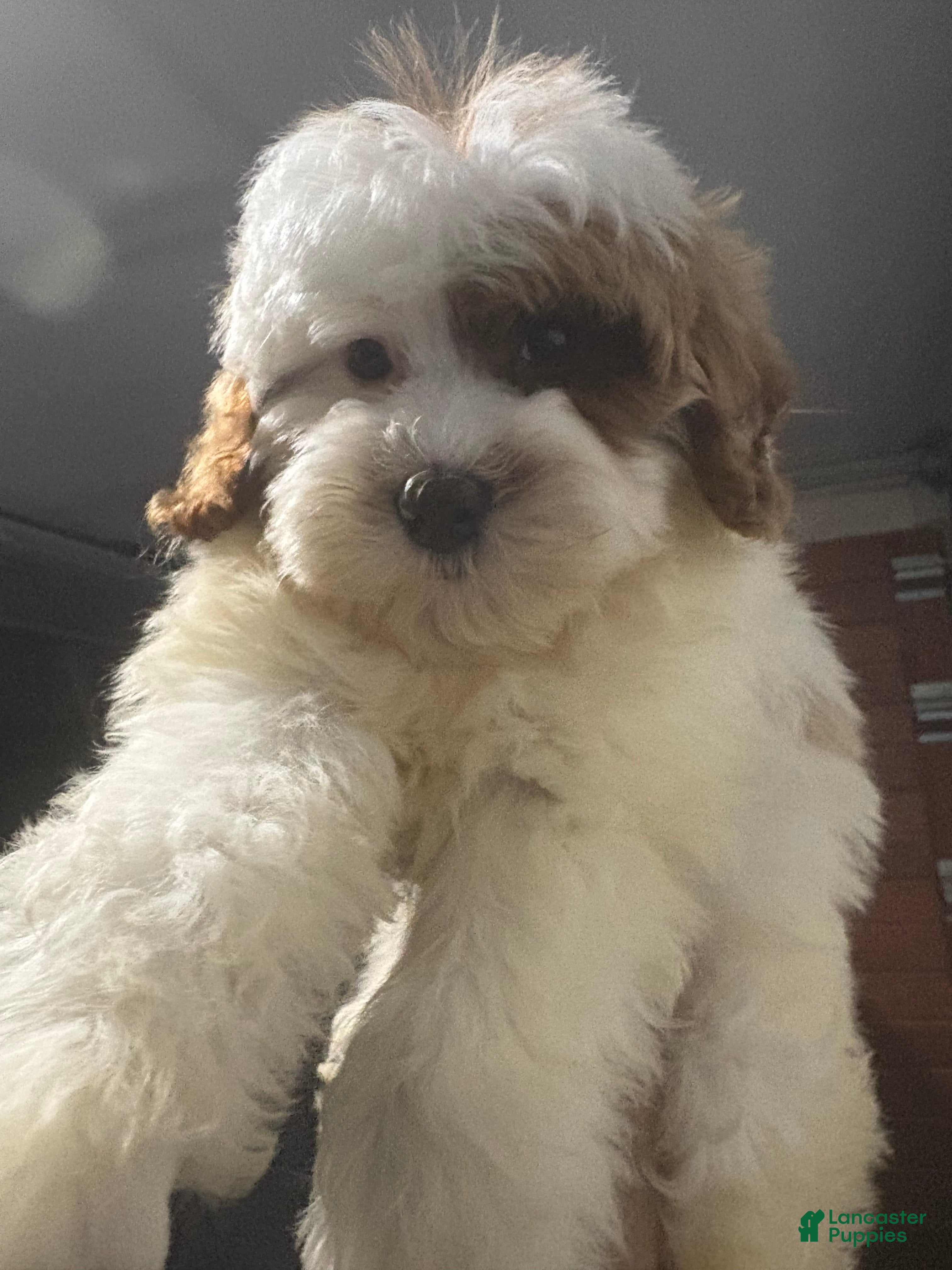 Cavapoo dogs CAIDEN❤️🐾 - Ad 2
