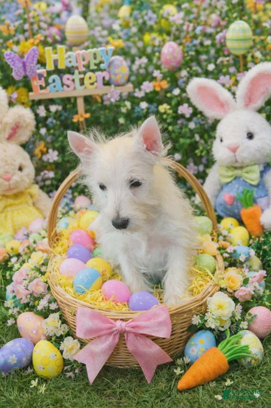 West Highland Terrier dogs Billy - Ad 1