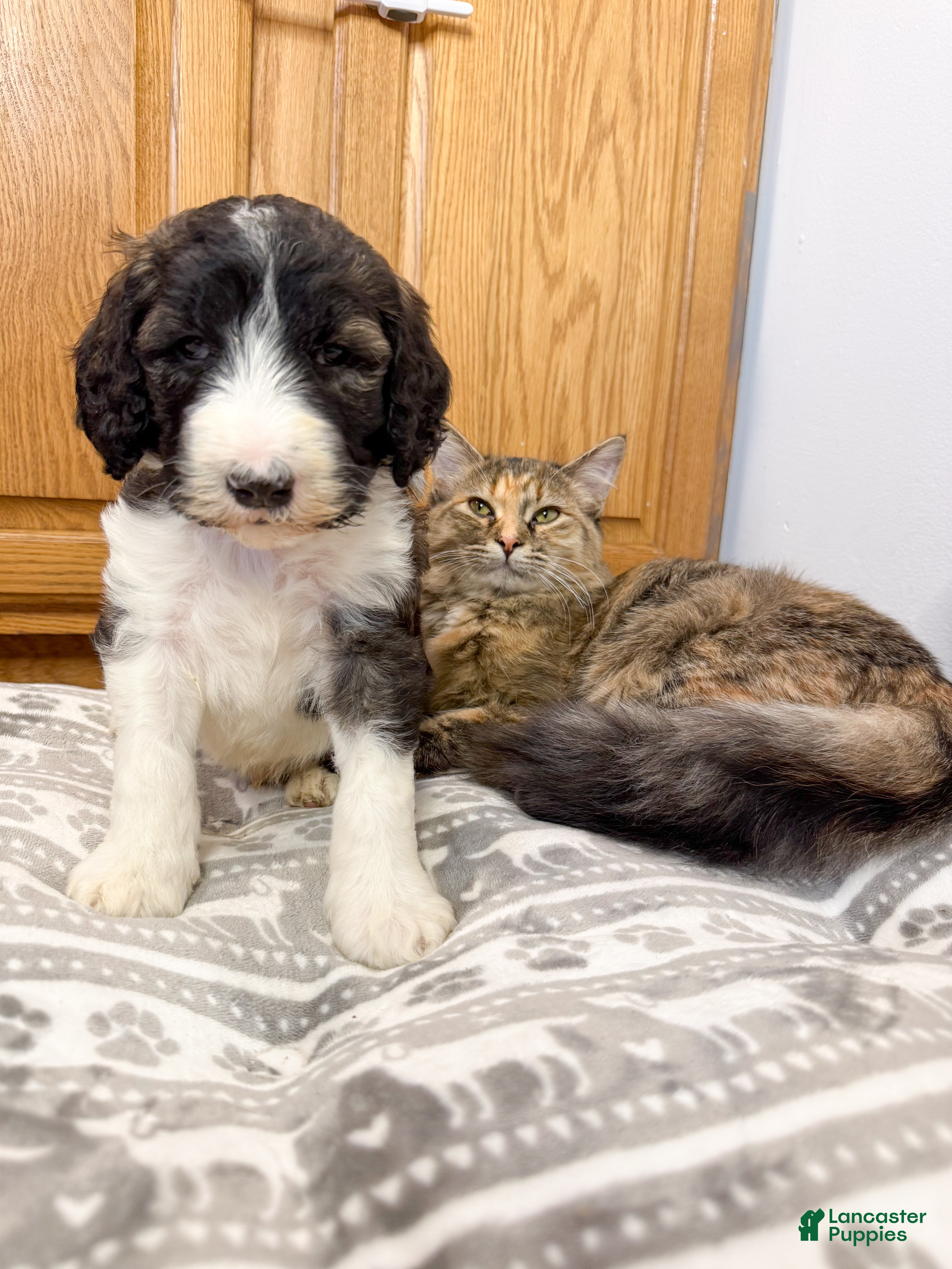 Saint Berdoodles dogs Granger  - Ad 2