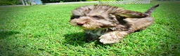 Havapoo dogs for sale: Fancy - Ad 24