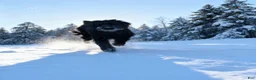 Giant Schnauzer dogs for sale: Giant Schnauzer Puppy 2 Red - Ad 4