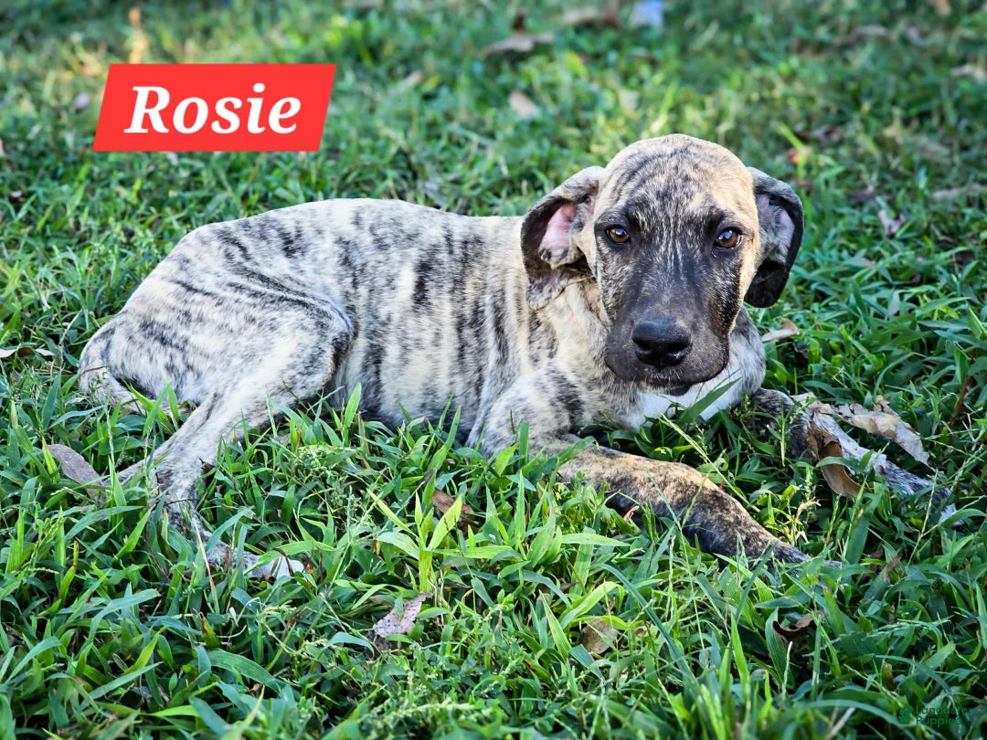 Great Dane dogs for sale: Rosie - Ad 1