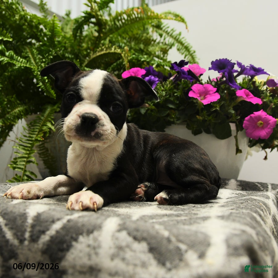Boston Terrier dogs Nolan - Ad 2