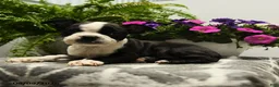 Boston Terrier dogs for sale: Nolan - Ad 2