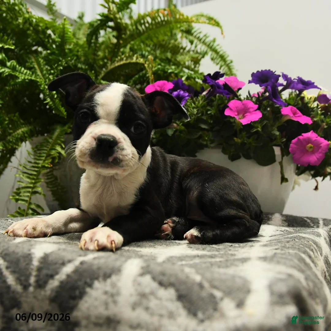 Boston Terrier dogs for sale: Nolan - Ad 2