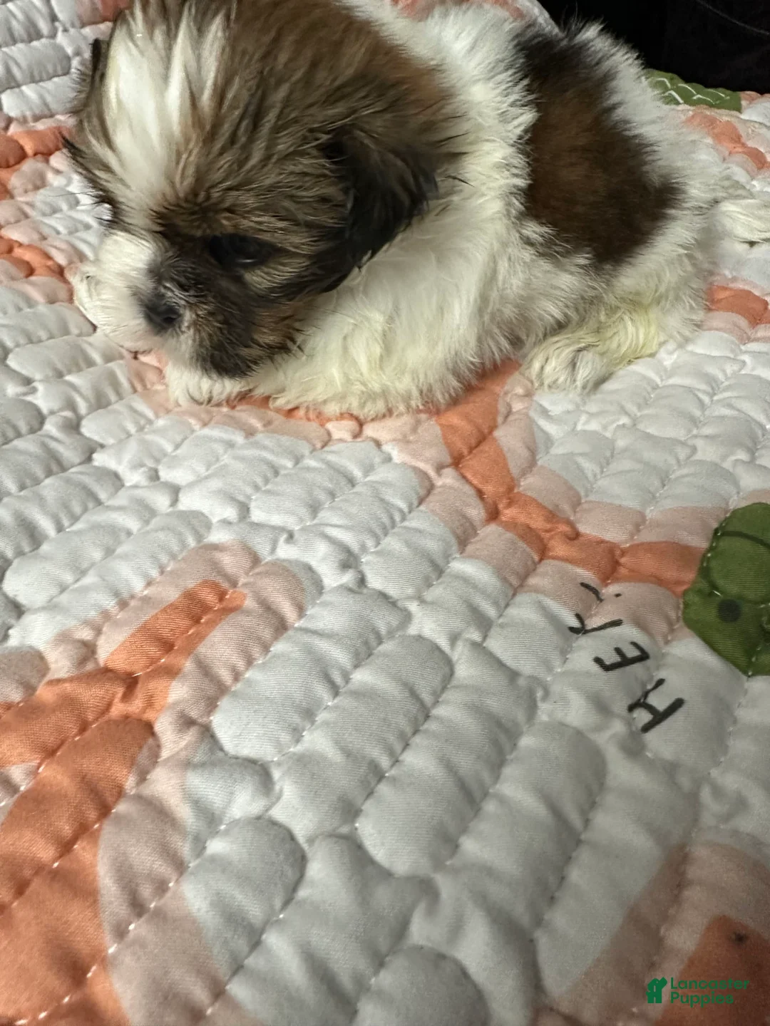 Gallery Image {{count}}