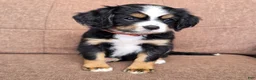 Miniature Bernese Mountain Dog dogs for sale: Lisbon  - Ad 5