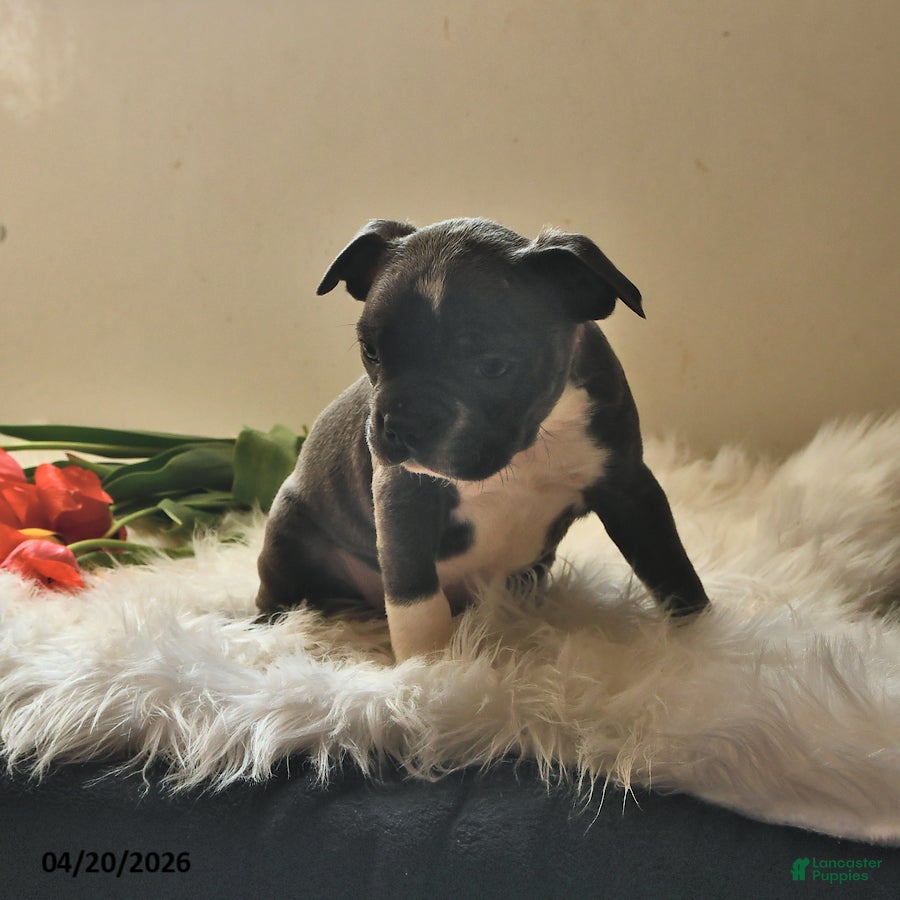 Boston Terrier dogs Beau - Ad 2