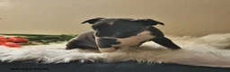 Boston Terrier dogs for sale: Beau - Ad 11